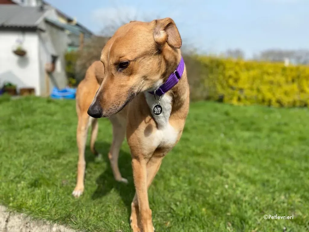 dave adozione levrieri greyhound 19