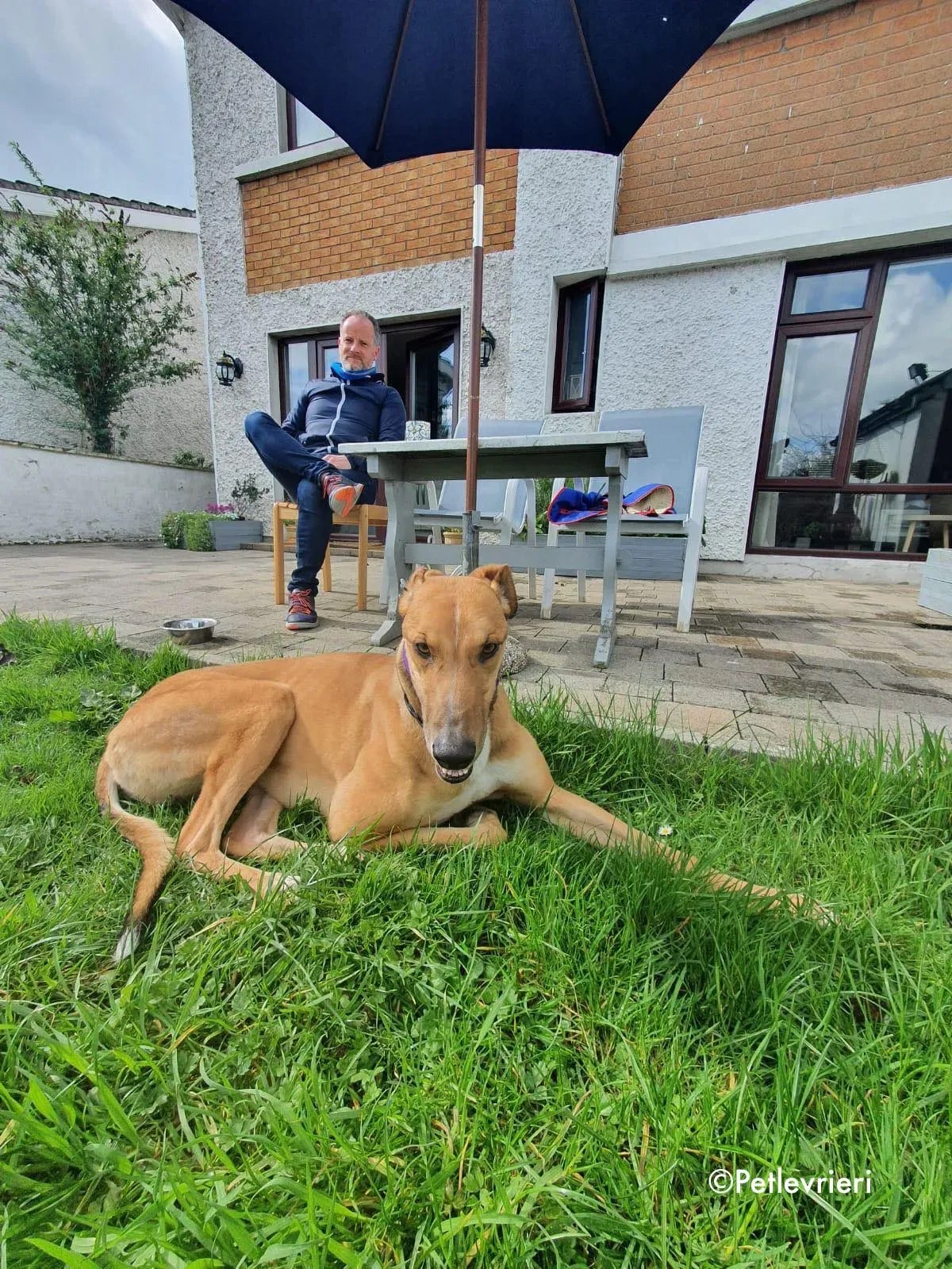 dave adozione levrieri greyhound 2 2