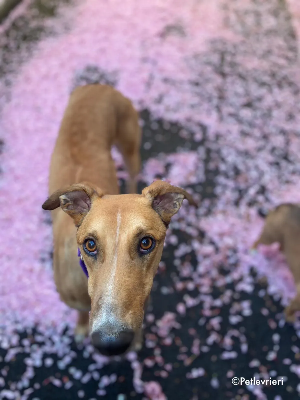 dave adozione levrieri greyhound 2 4