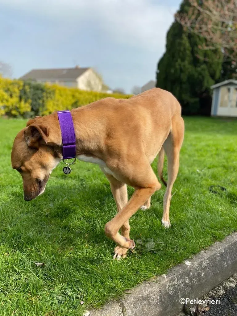 dave adozione levrieri greyhound 20