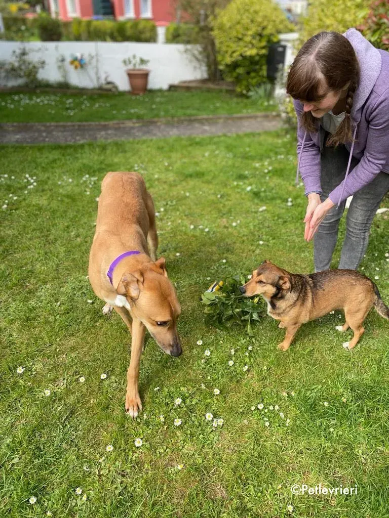 dave adozione levrieri greyhound 21