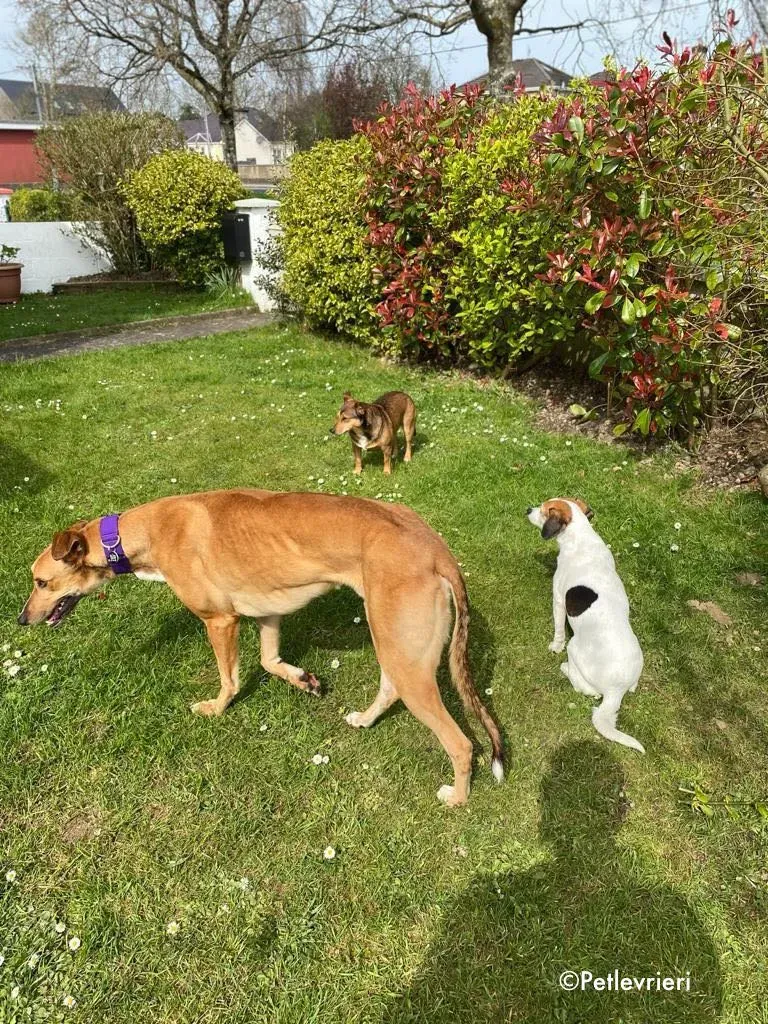 dave adozione levrieri greyhound 22