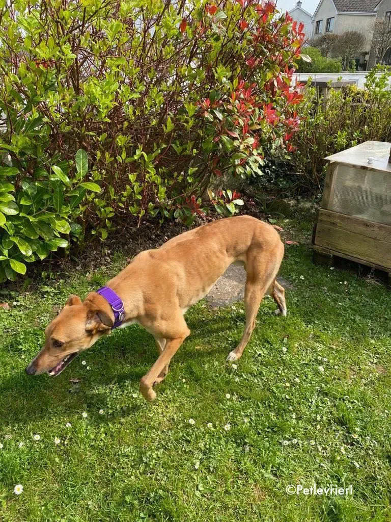 dave adozione levrieri greyhound 23