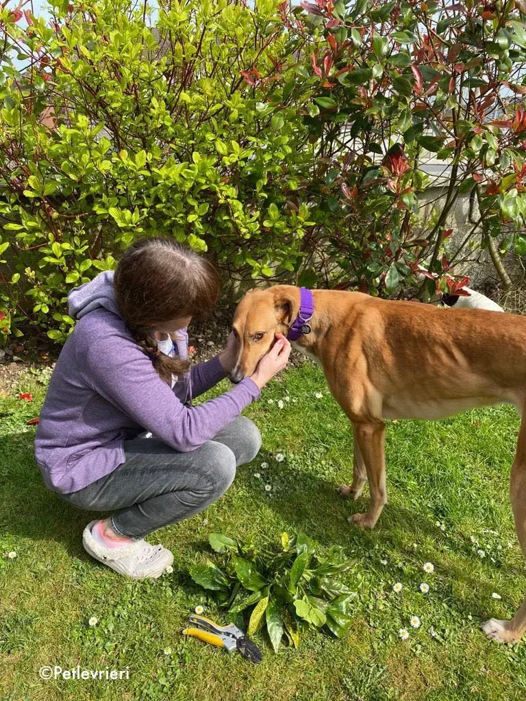 dave adozione levrieri greyhound 24