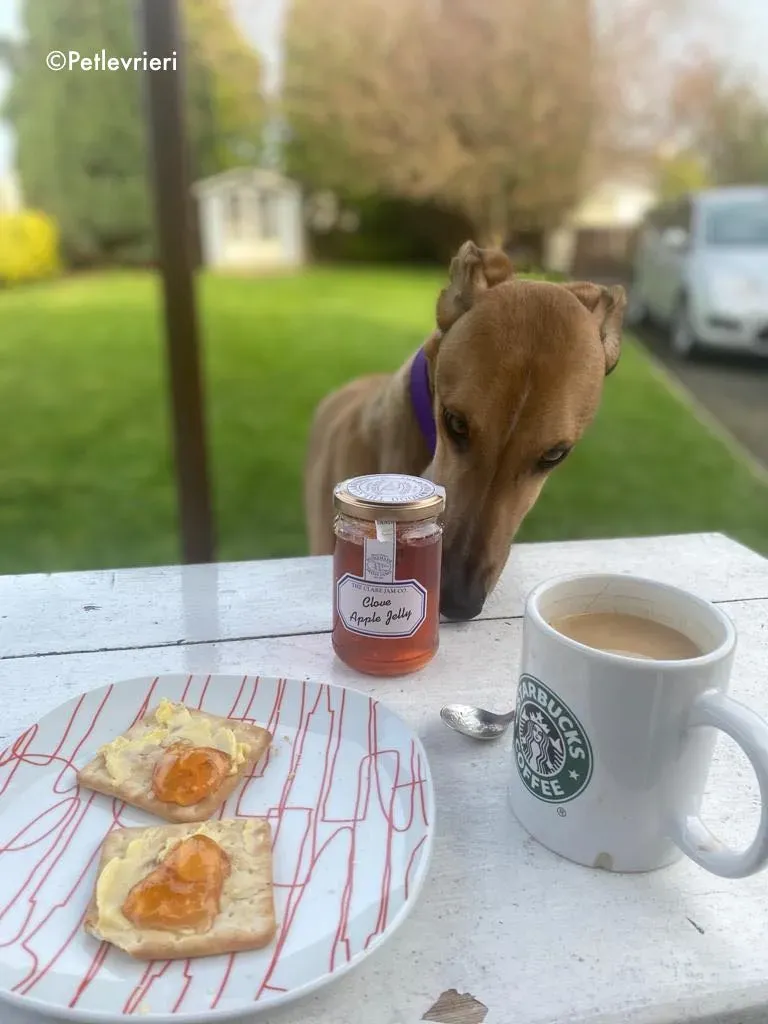 dave adozione levrieri greyhound 25