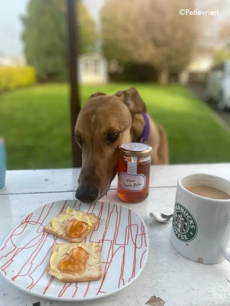 dave adozione levrieri greyhound 26