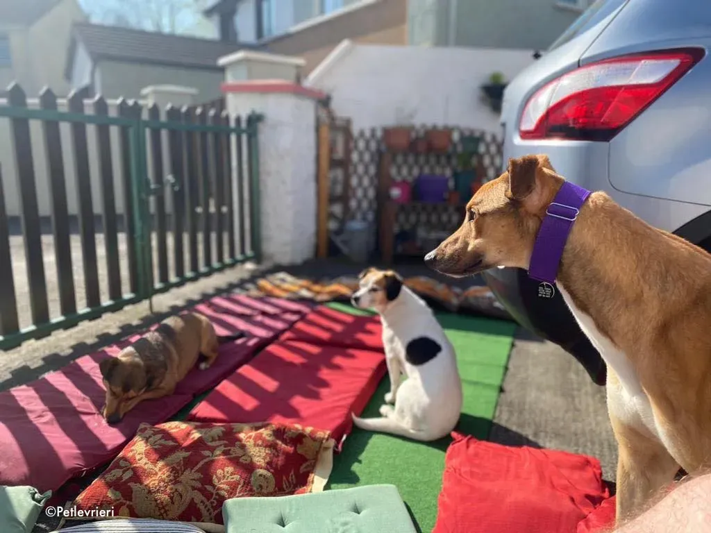 dave adozione levrieri greyhound 28