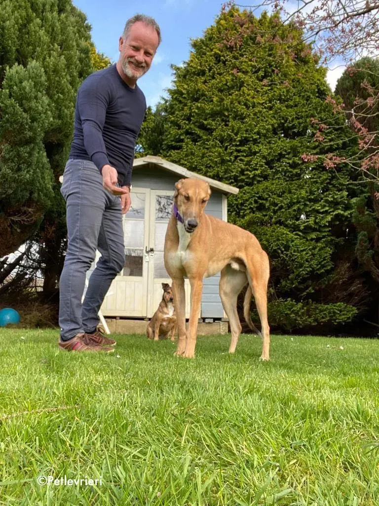 dave adozione levrieri greyhound 30