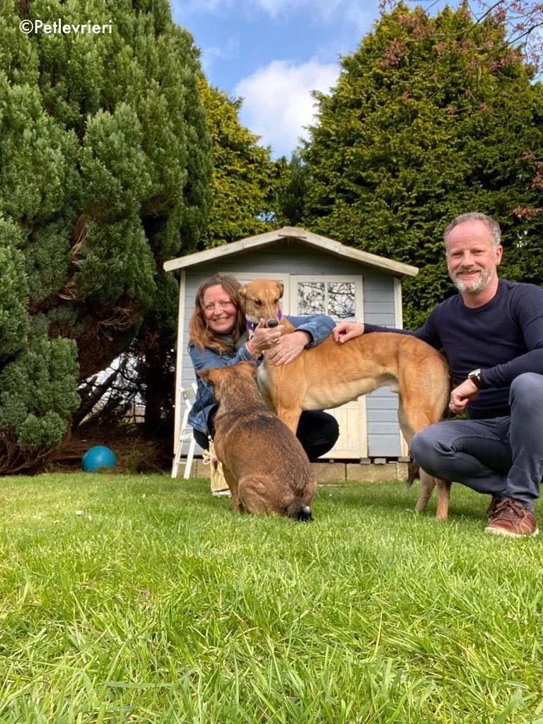 dave adozione levrieri greyhound 31