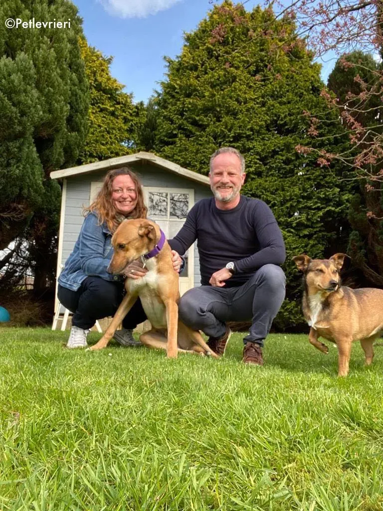 dave adozione levrieri greyhound 32