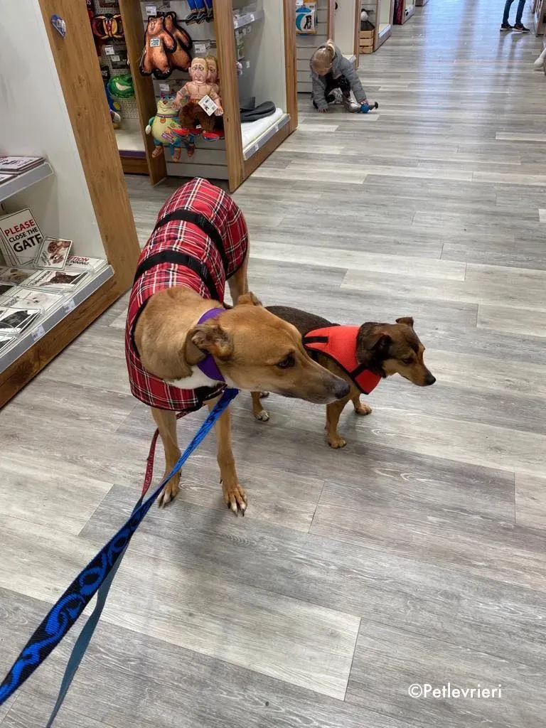 dave adozione levrieri greyhound 33