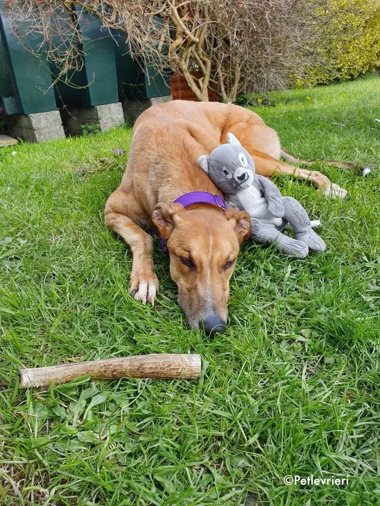 dave adozione levrieri greyhound 34