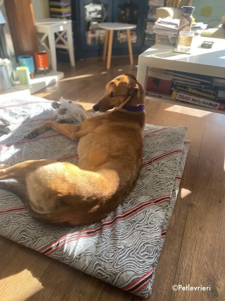 dave adozione levrieri greyhound 35