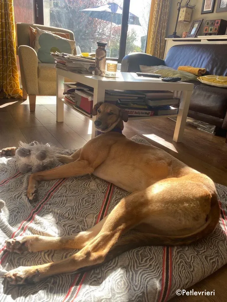 dave adozione levrieri greyhound 36