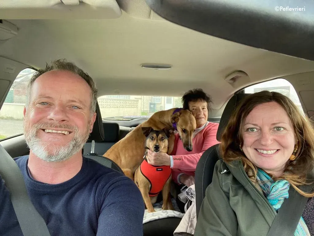 dave adozione levrieri greyhound 37