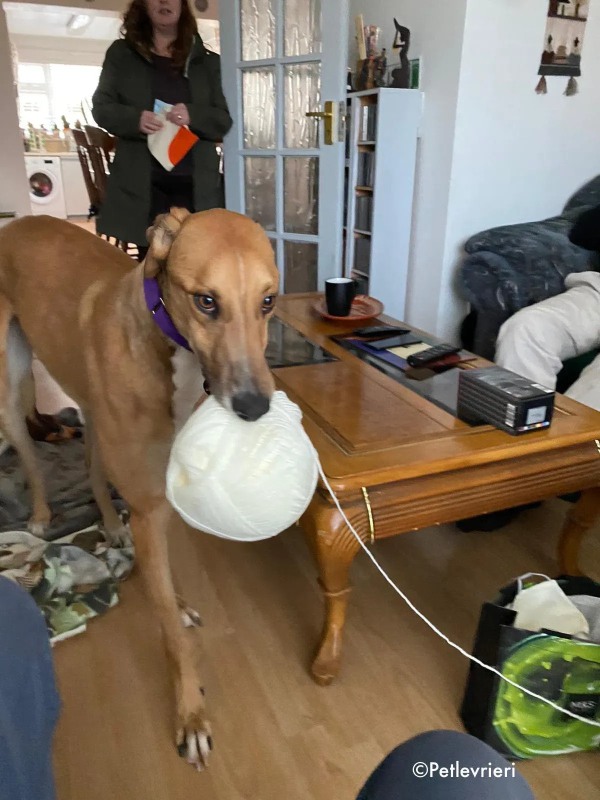 dave adozione levrieri greyhound 38