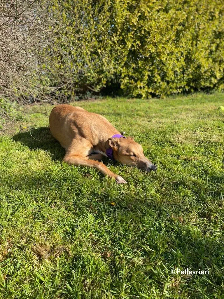 dave adozione levrieri greyhound 39