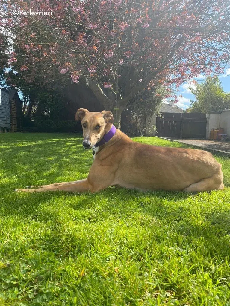 dave adozione levrieri greyhound 40