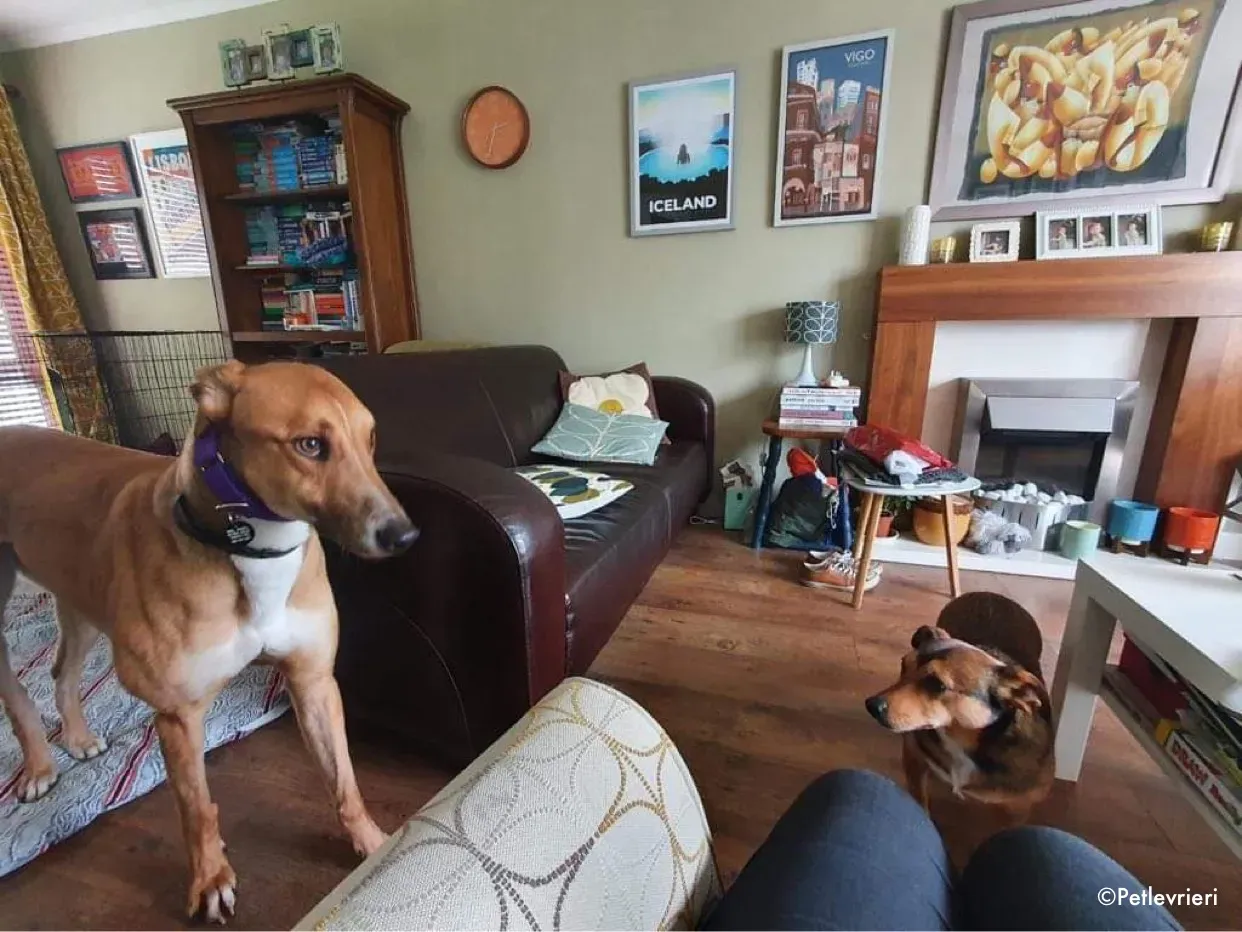 dave adozione levrieri greyhound 5 1