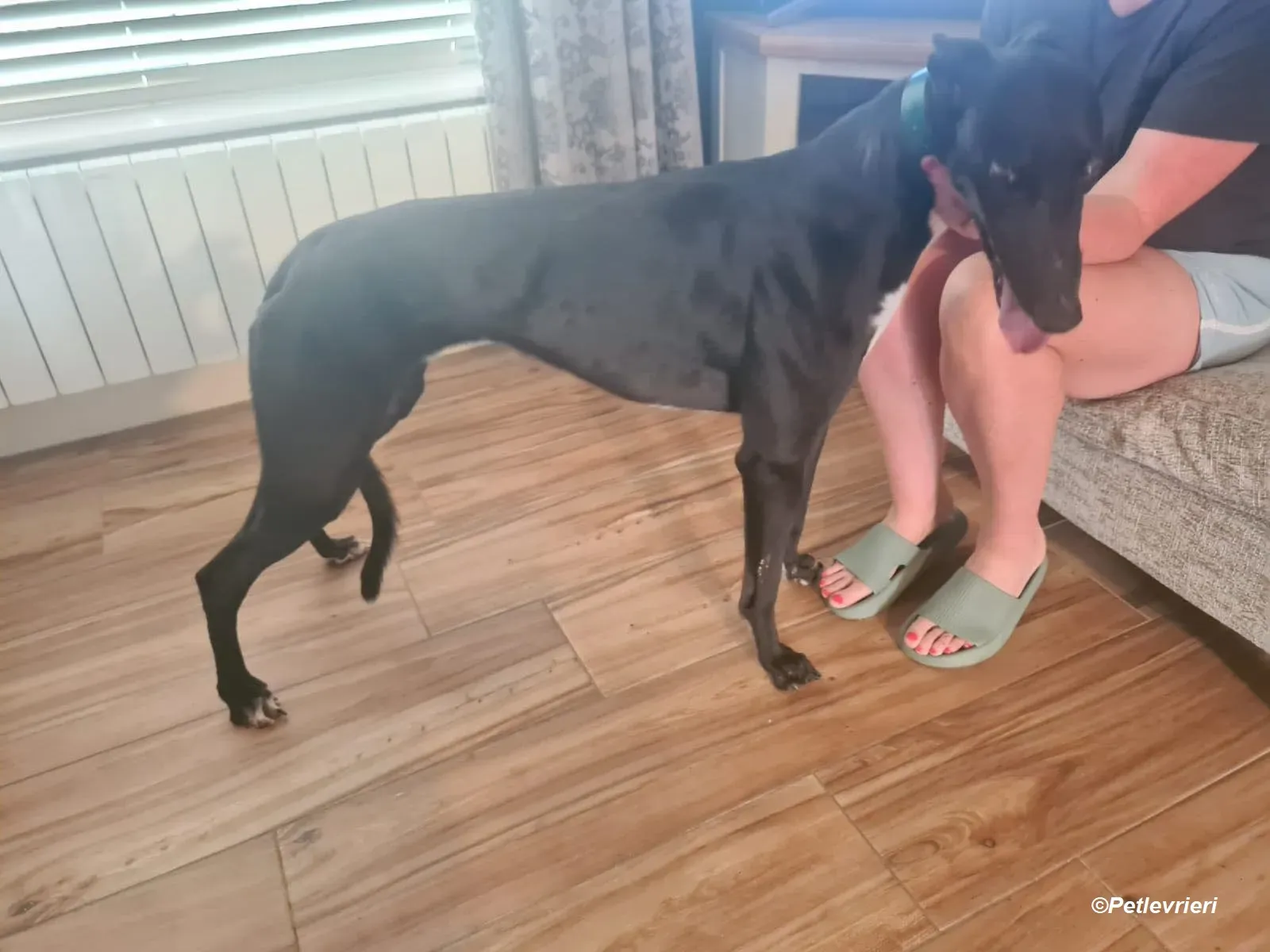 dave adozione levrieri greyhound 6