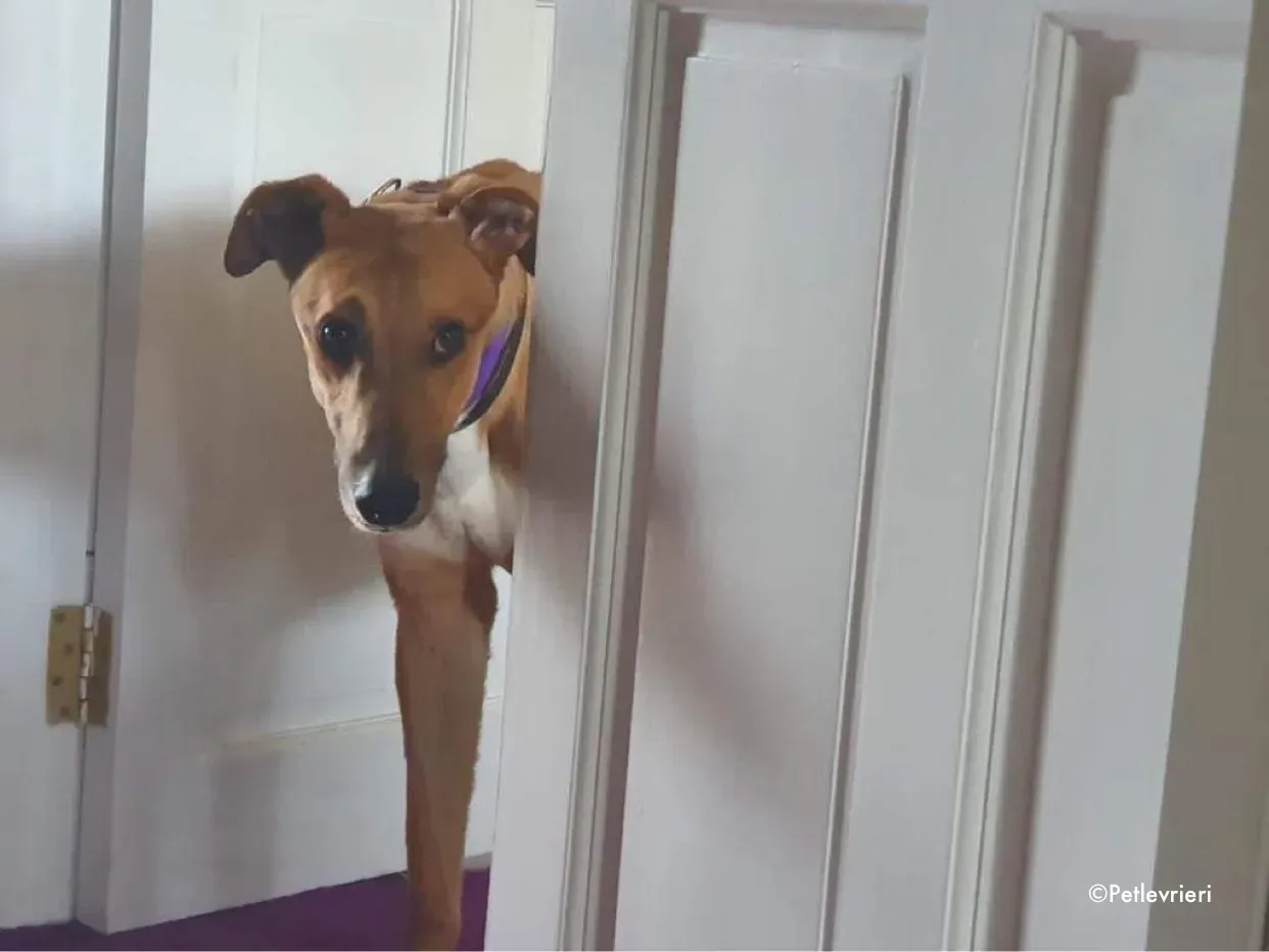 dave adozione levrieri greyhound 7