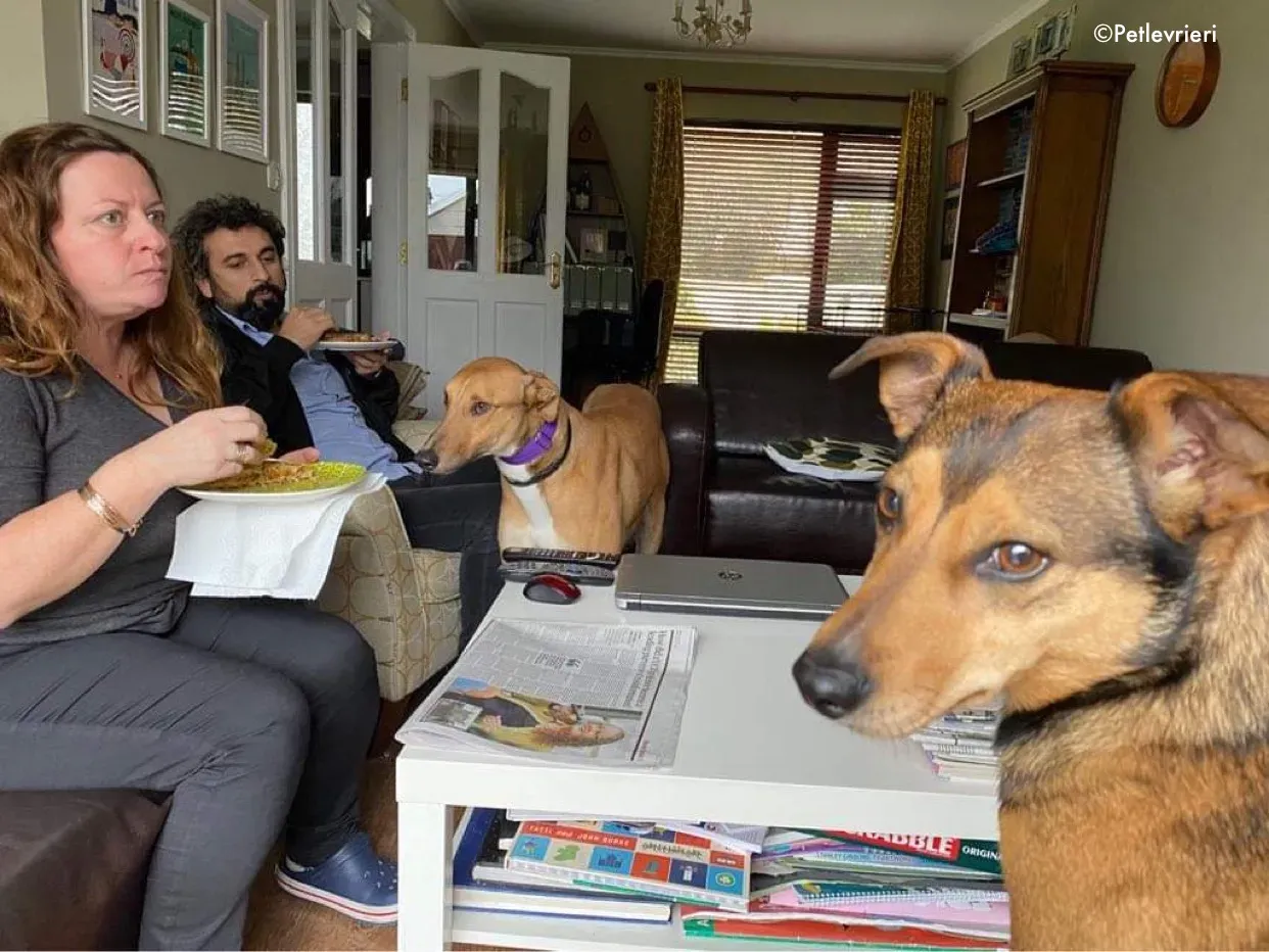 dave adozione levrieri greyhound 8