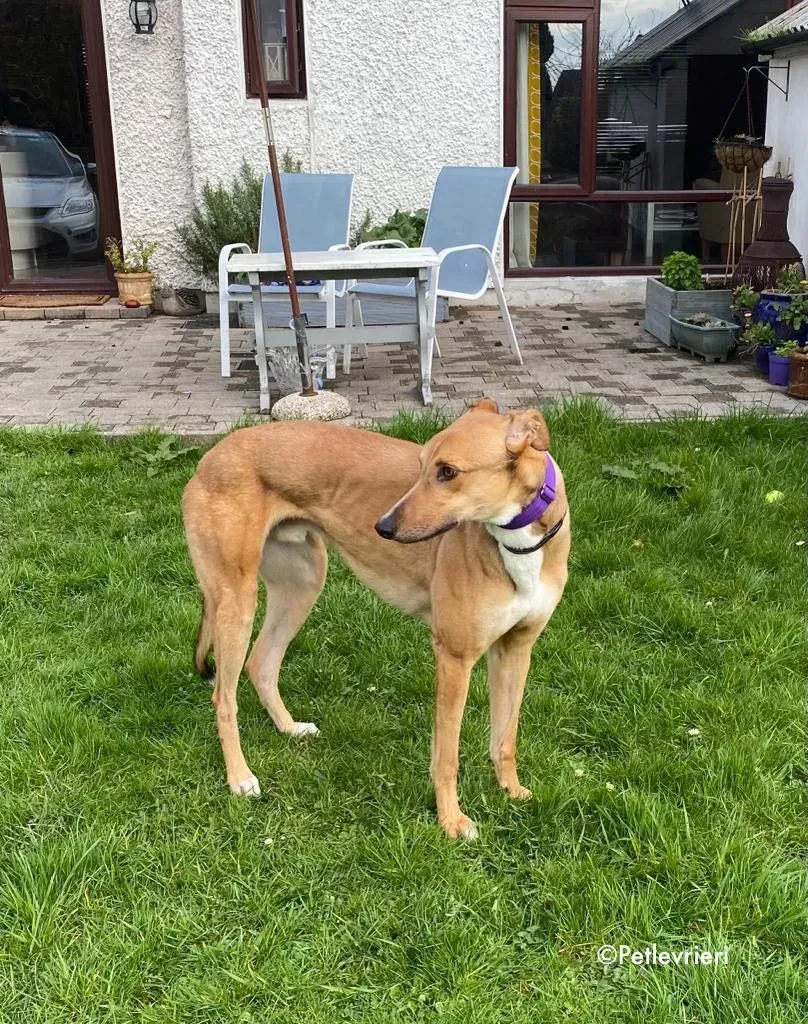 dave adozione levrieri greyhound 9