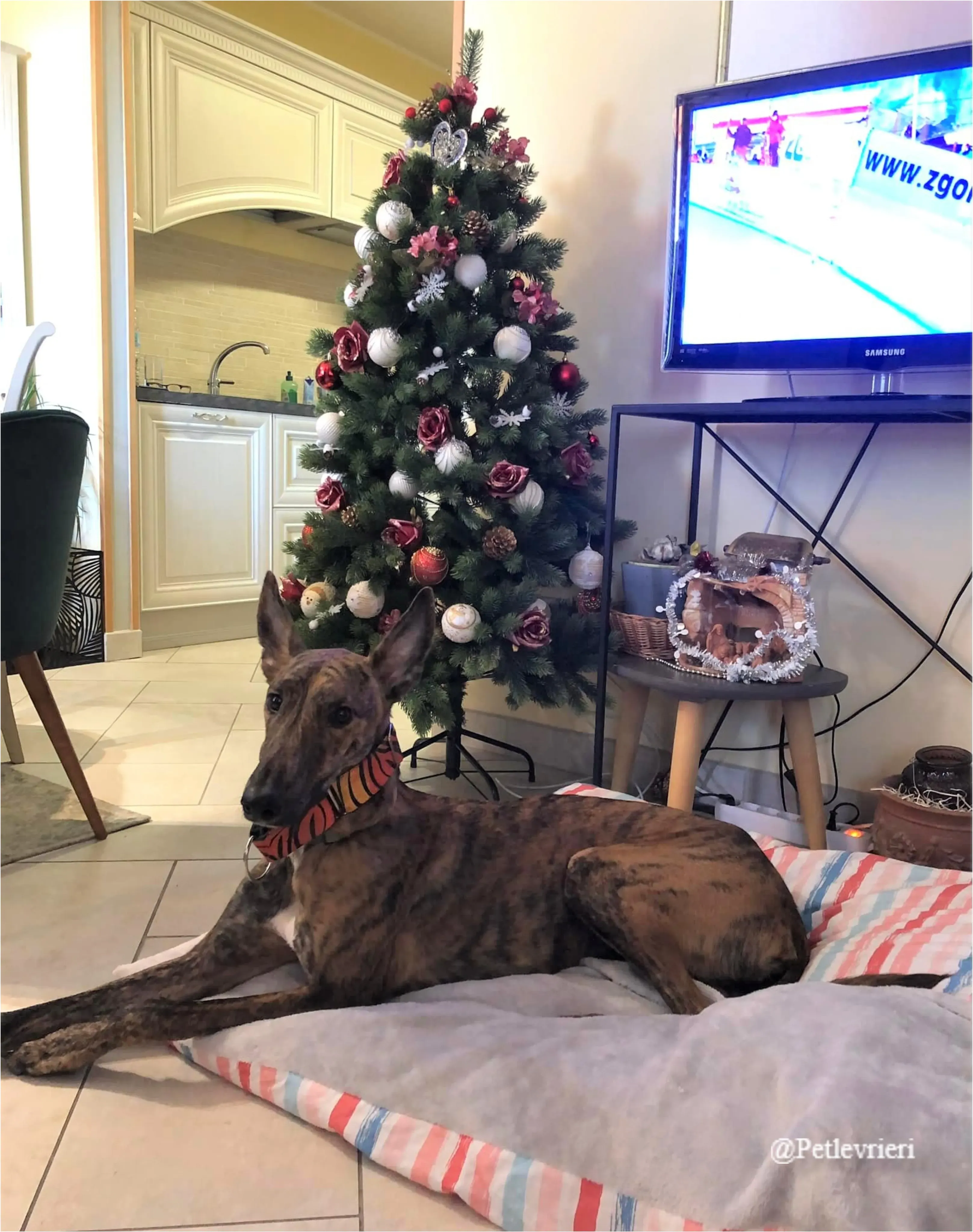 davide pet levrieri natale 2021