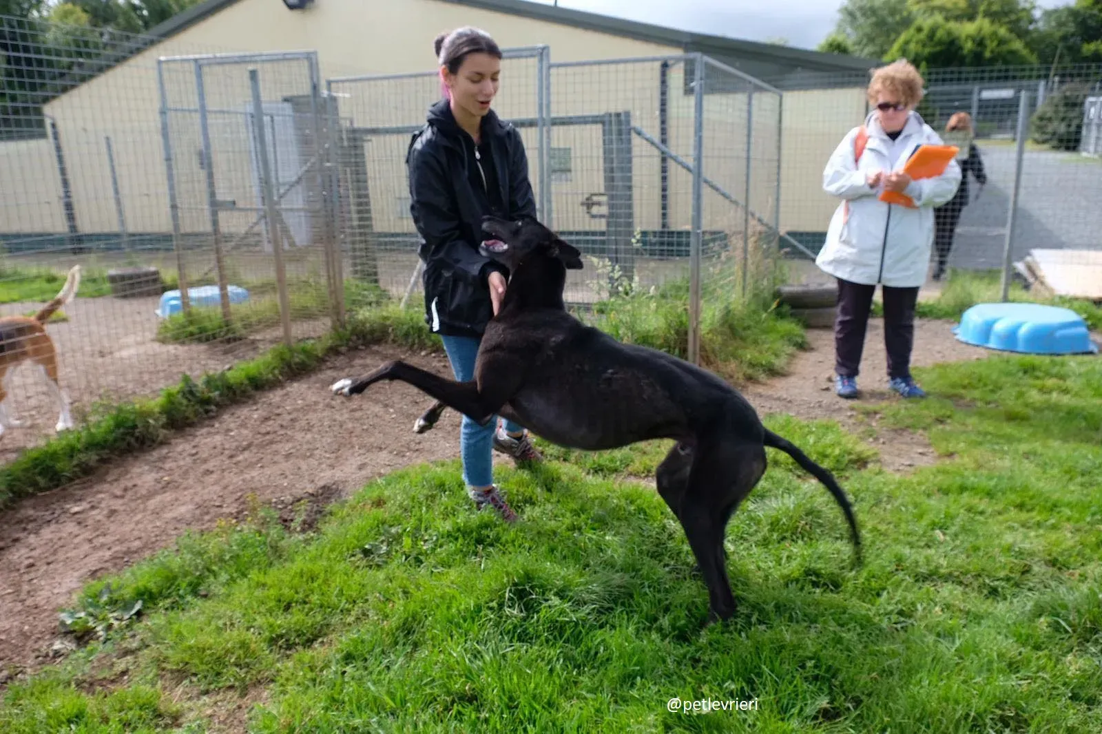 davis adozione greyhound 10