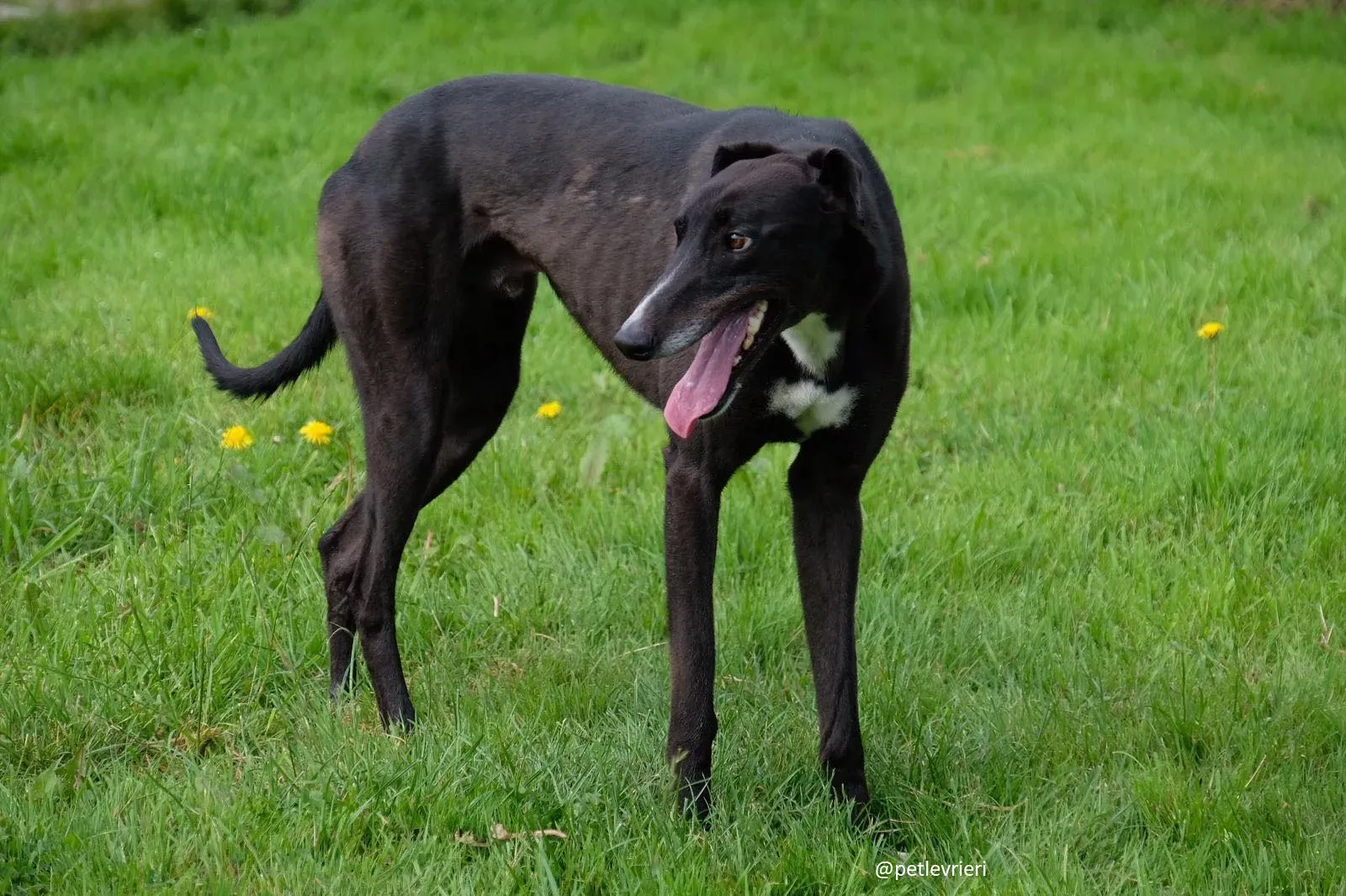 davis adozione greyhound 11