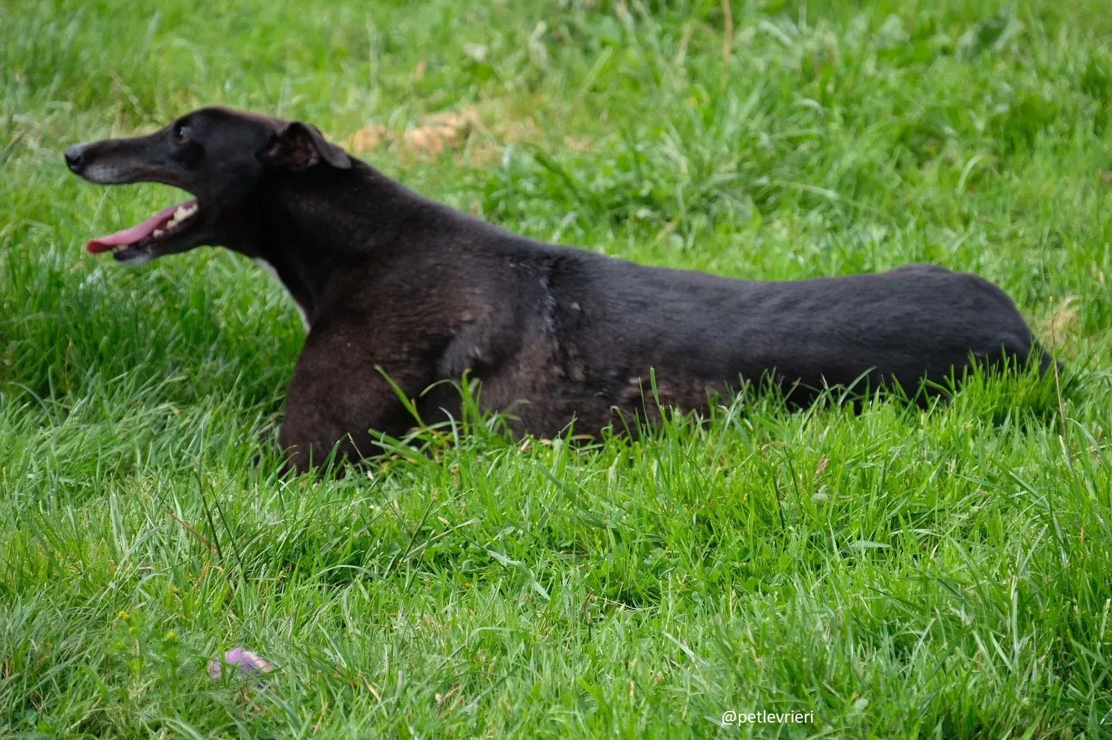 davis adozione greyhound 12