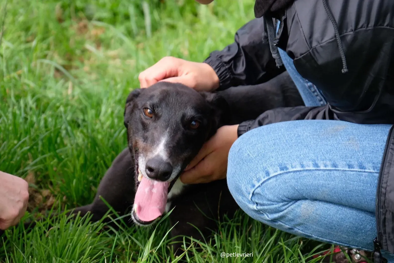 davis adozione greyhound 13