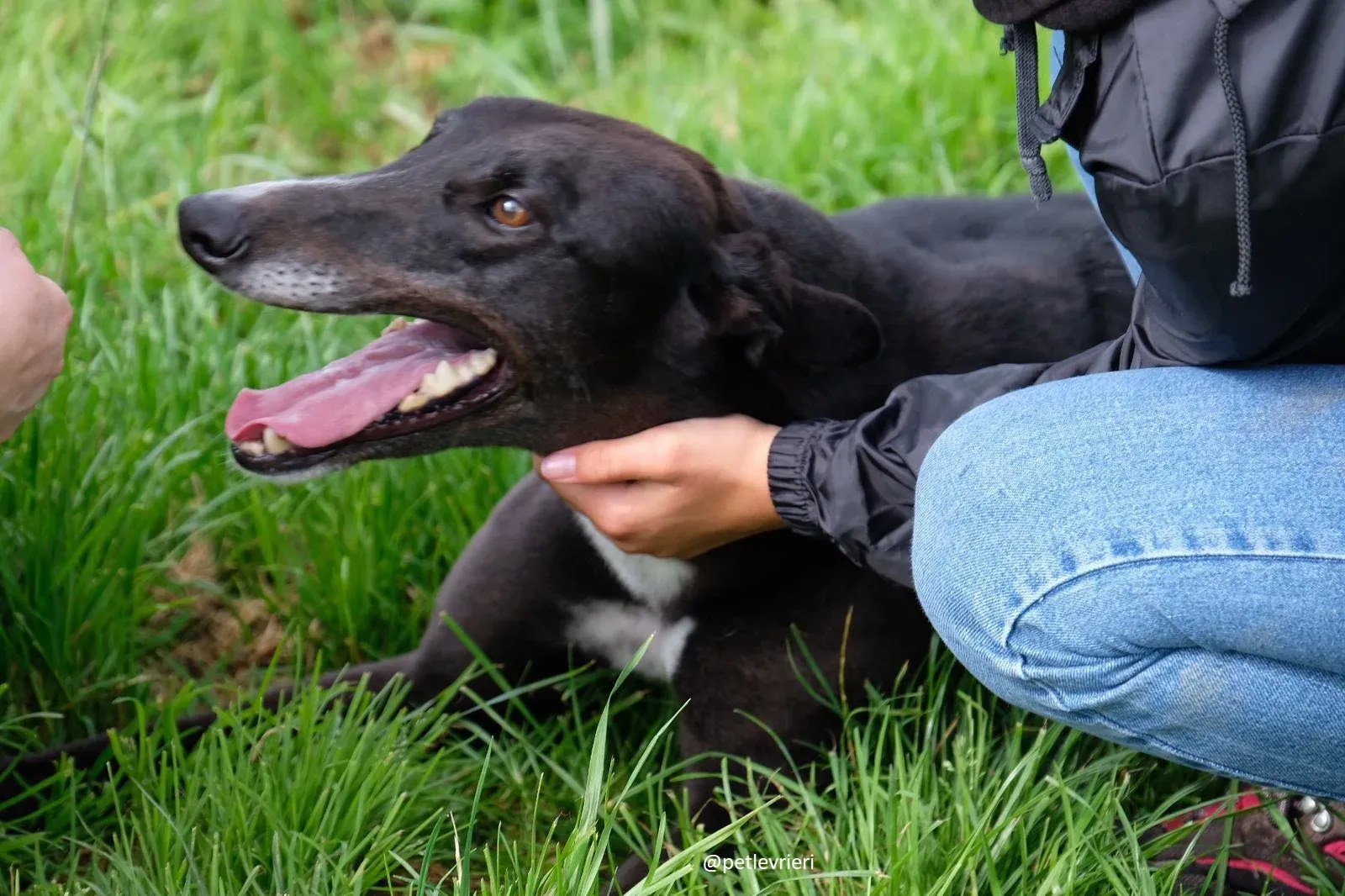 davis adozione greyhound 14