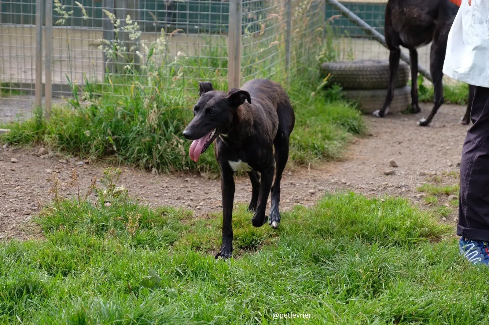 davis adozione greyhound 15