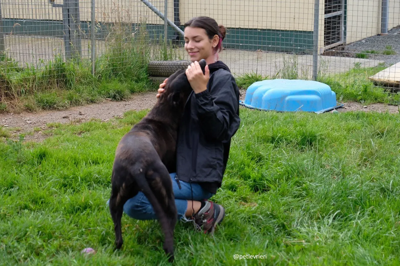 davis adozione greyhound 16