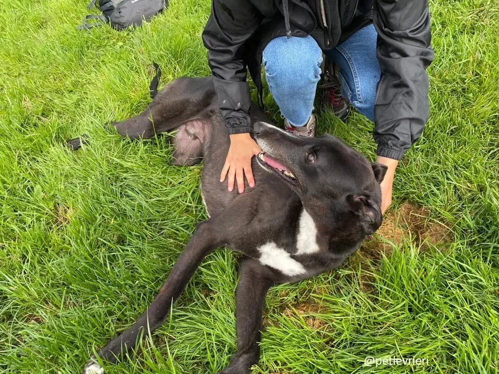 davis adozione greyhound 2