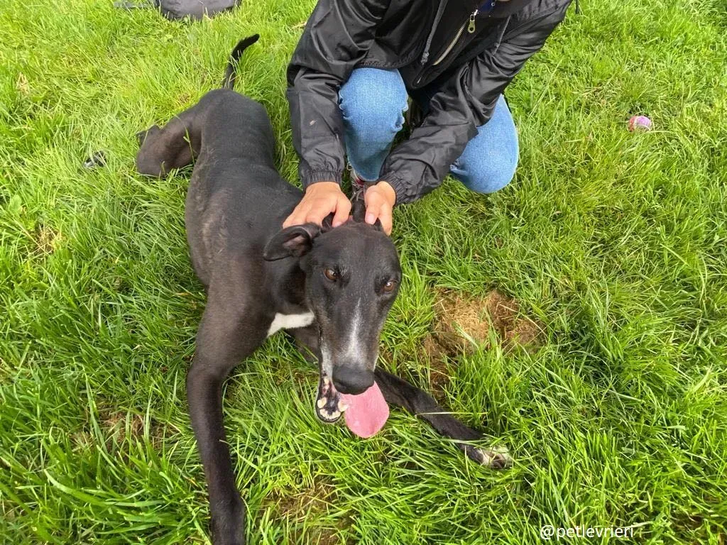 davis adozione greyhound 4