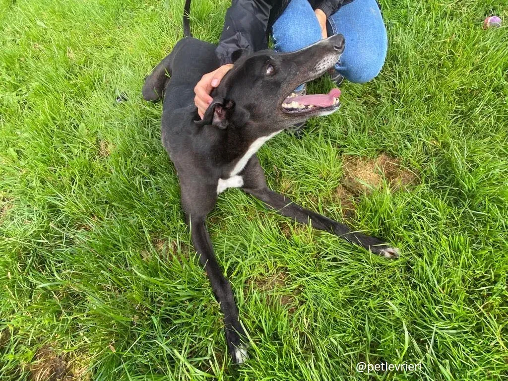 davis adozione greyhound 5