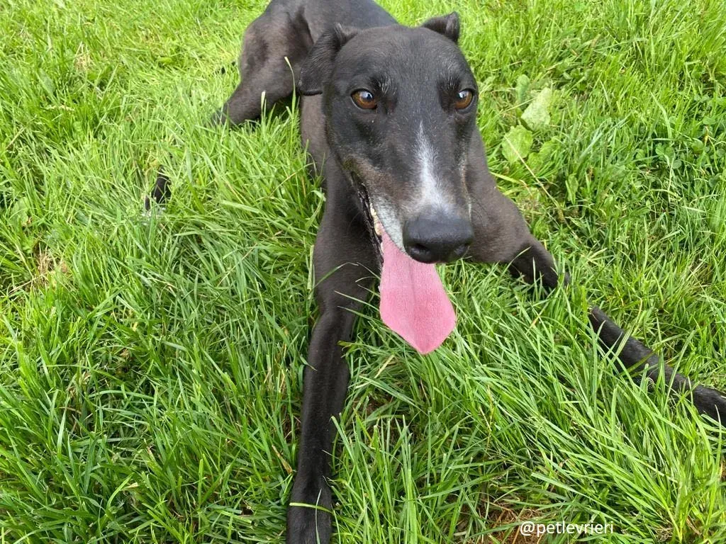 davis adozione greyhound 6