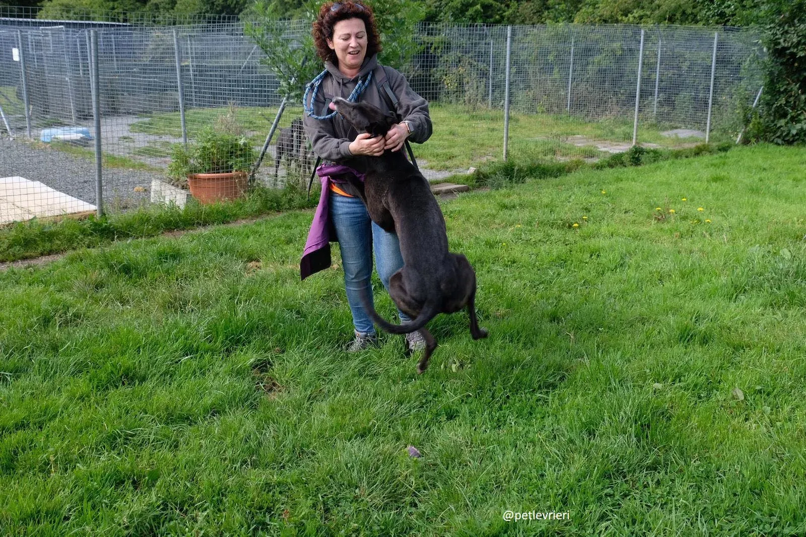 davis adozione greyhound 7