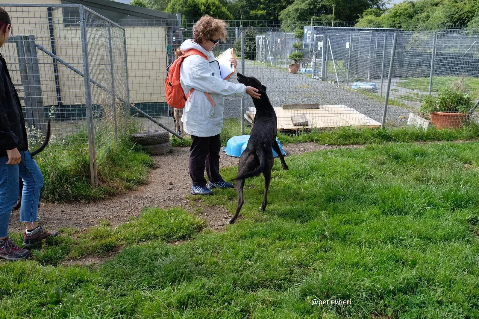 davis adozione greyhound 8