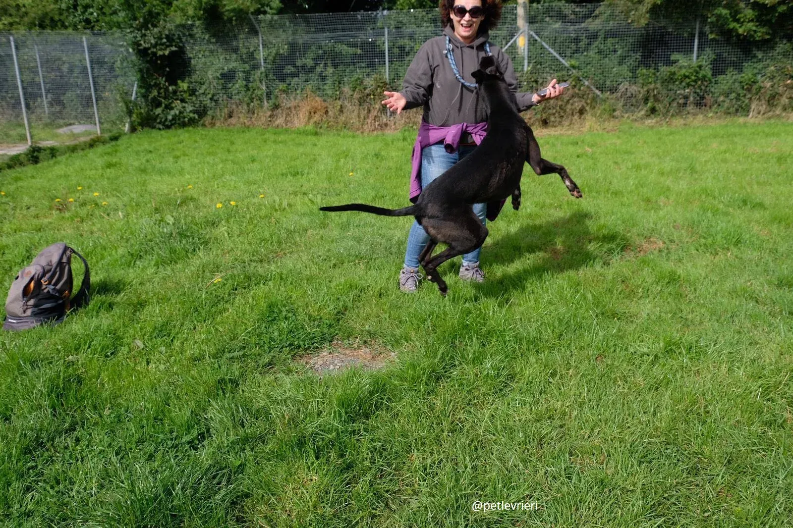 davis adozione greyhound 9