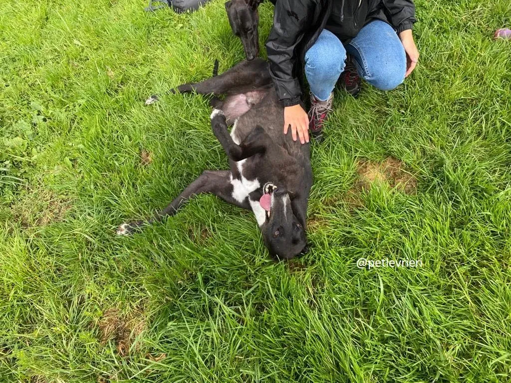 davis adozione greyhound