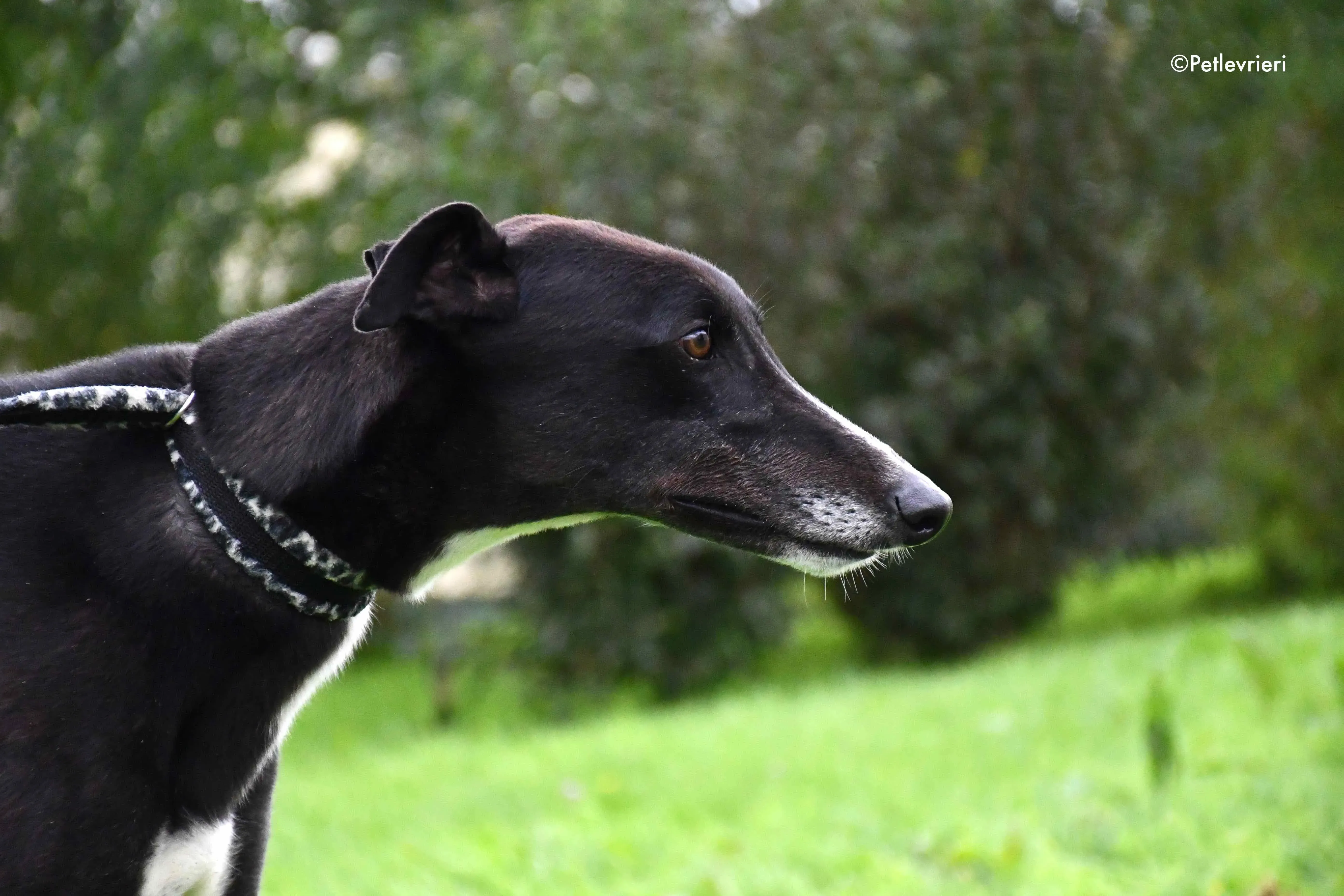 davis adozione levrieri greyhound 1