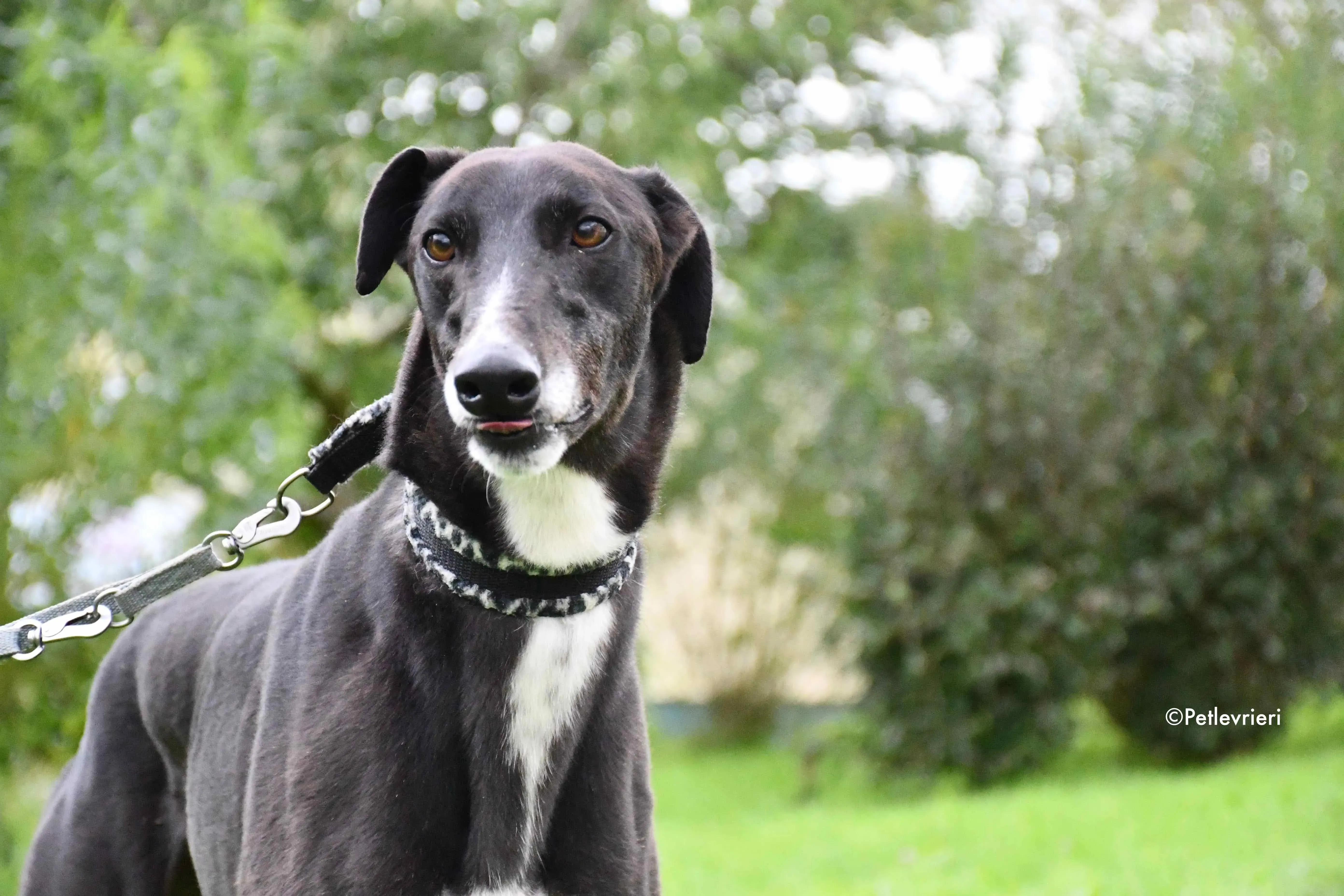 davis adozione levrieri greyhound 2