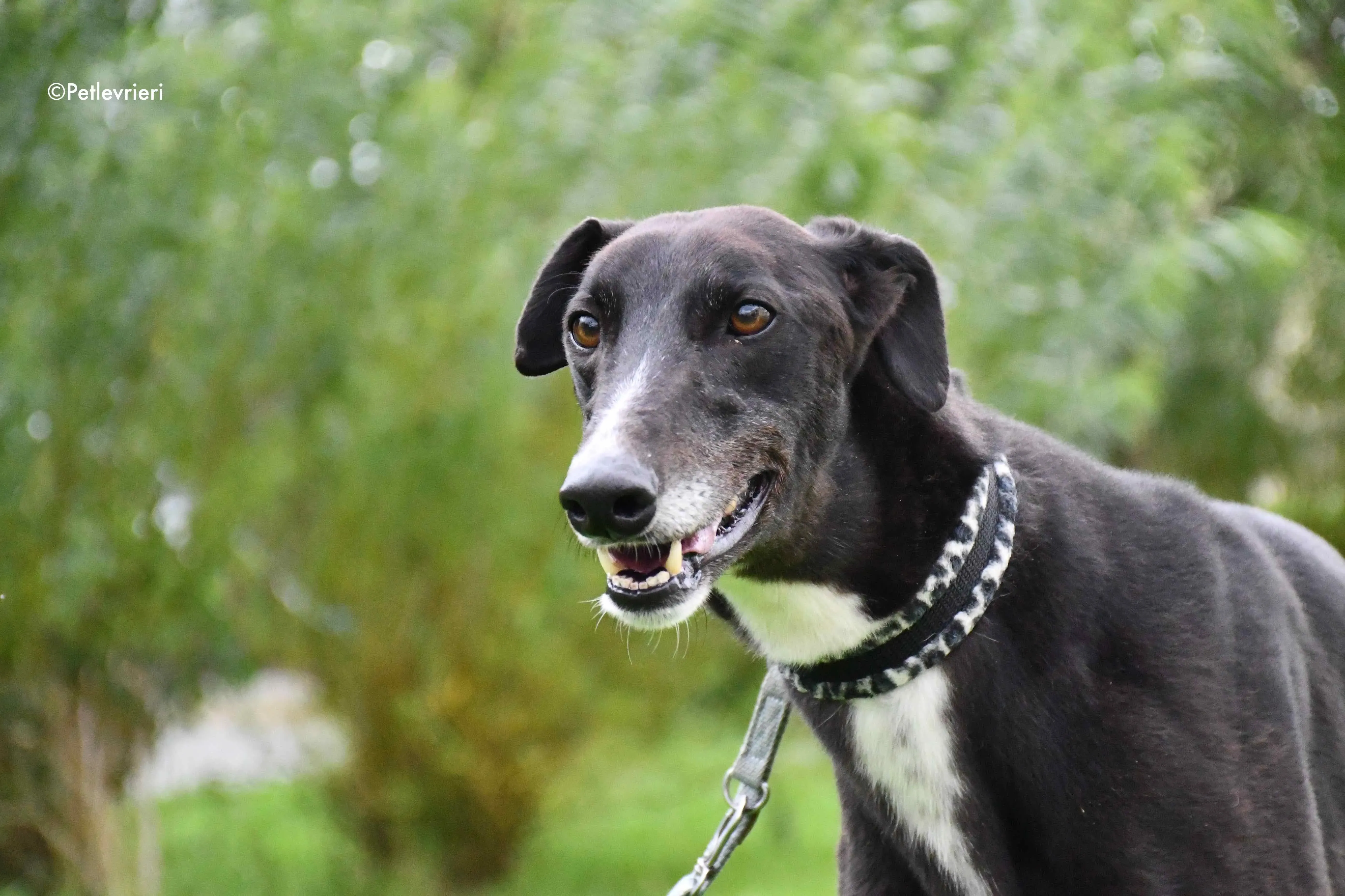 davis adozione levrieri greyhound 3