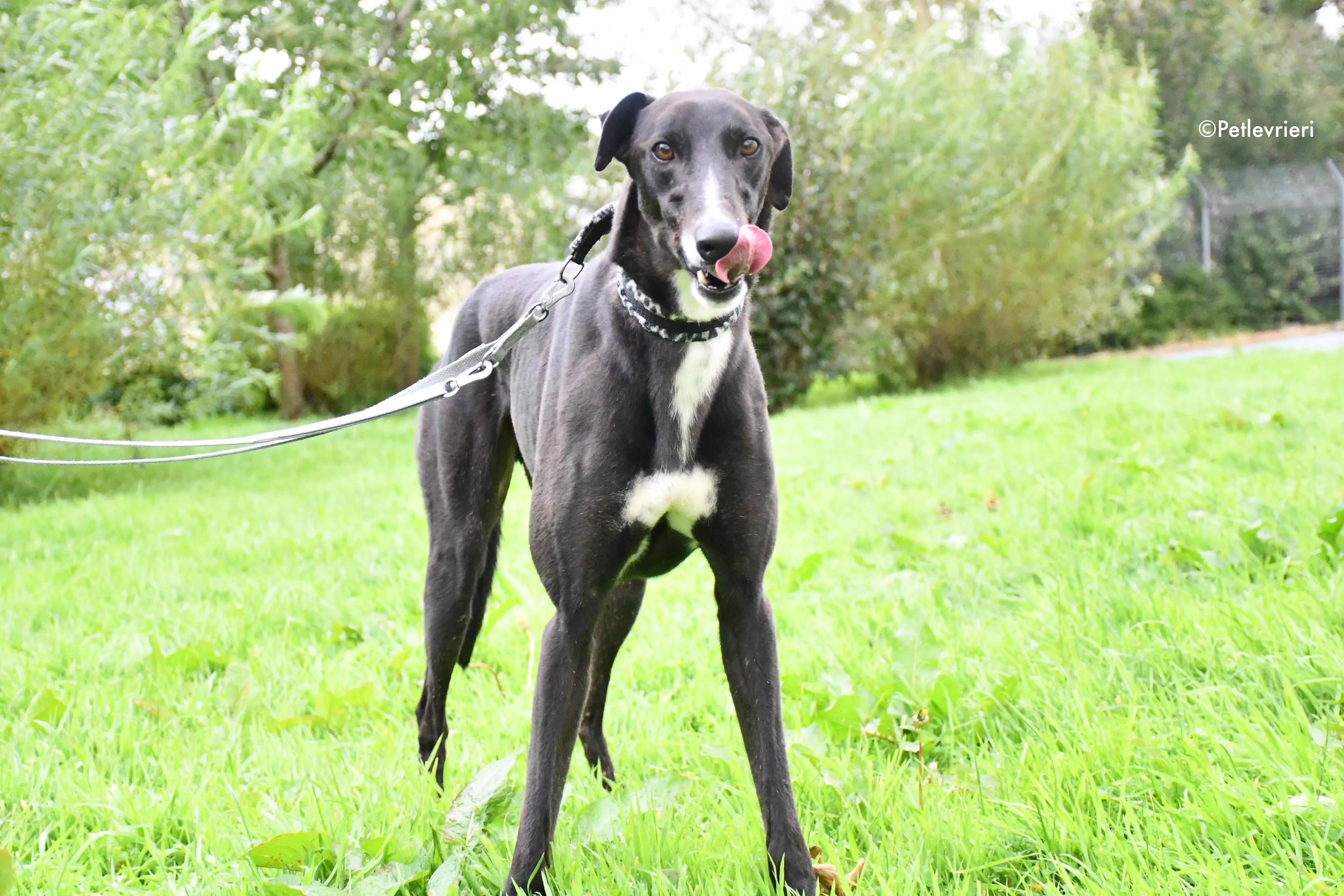 davis adozione levrieri greyhound 4