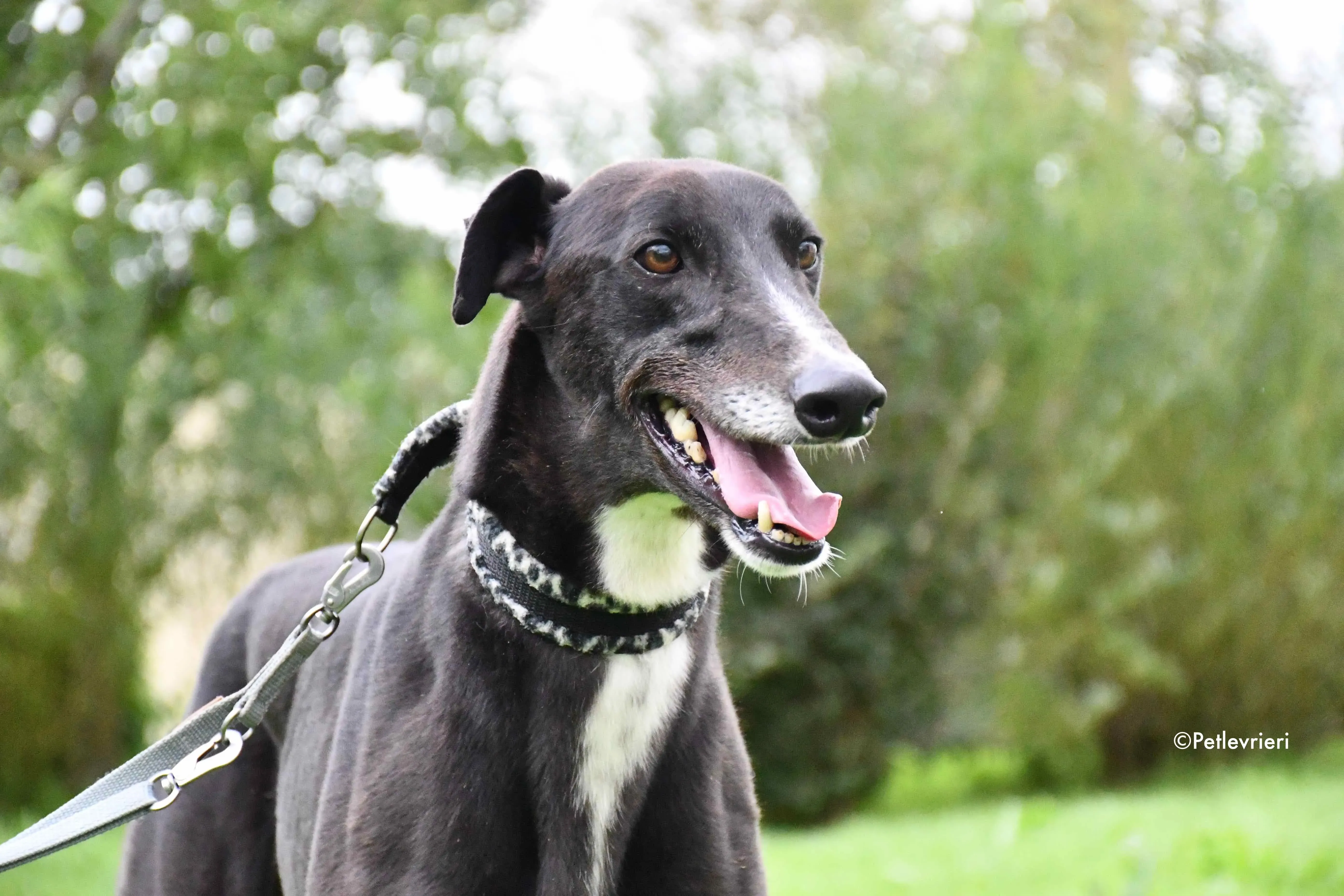 davis adozione levrieri greyhound 5