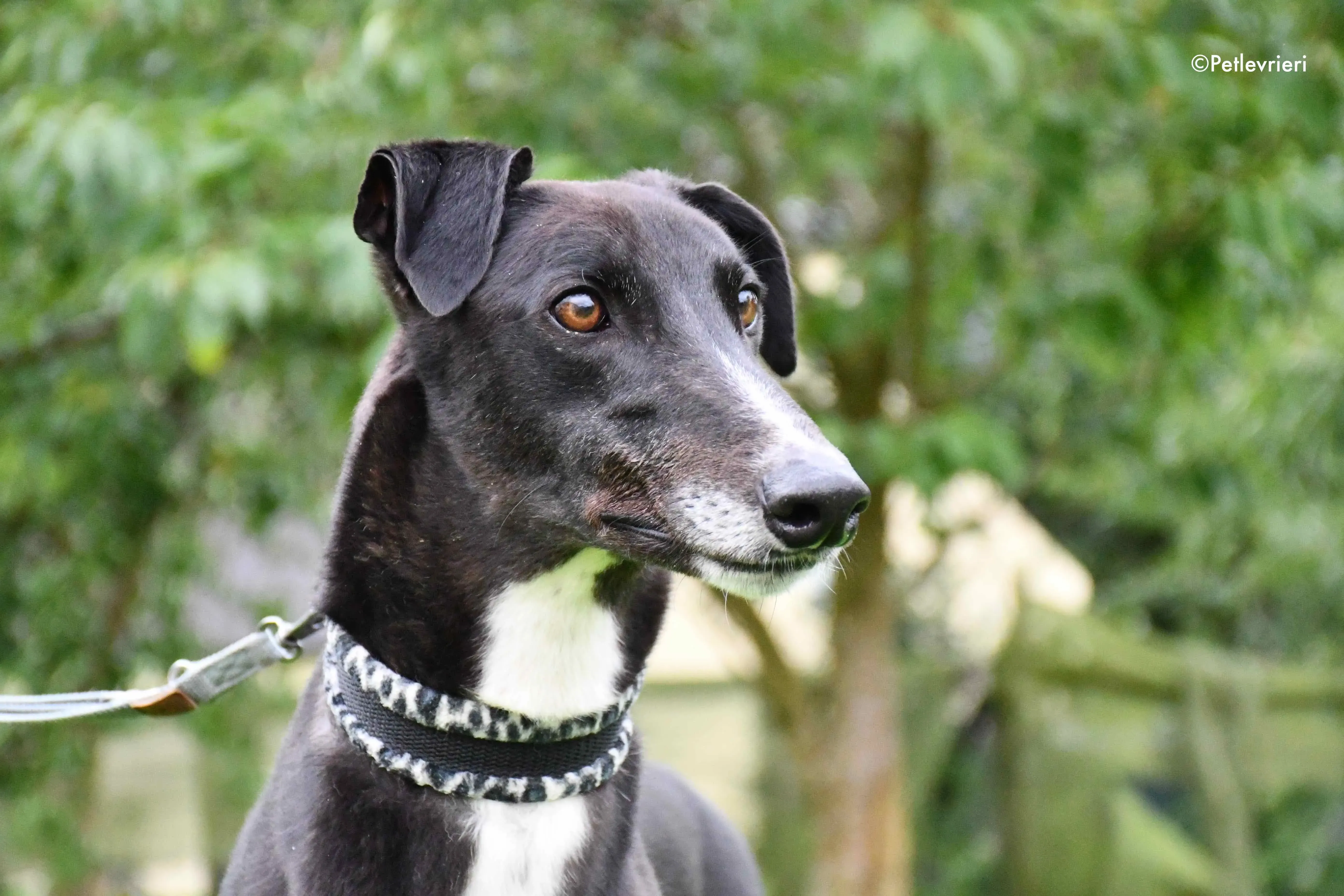 davis adozione levrieri greyhound 6