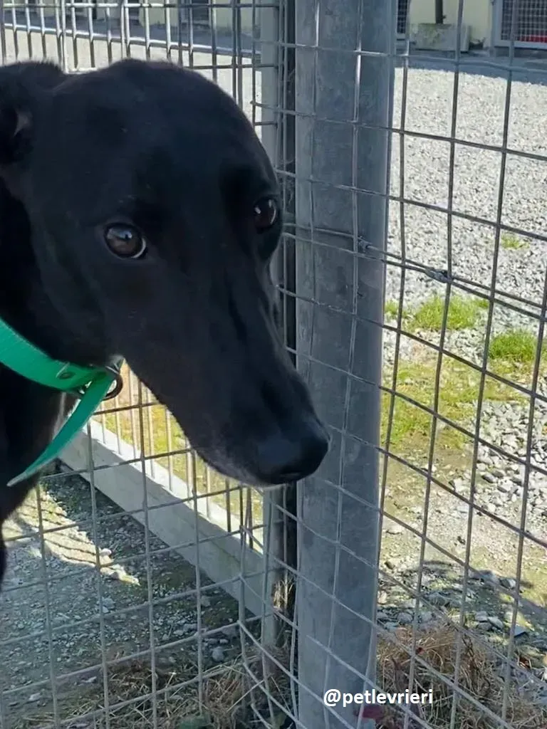 deano adozione greyhound 1 1